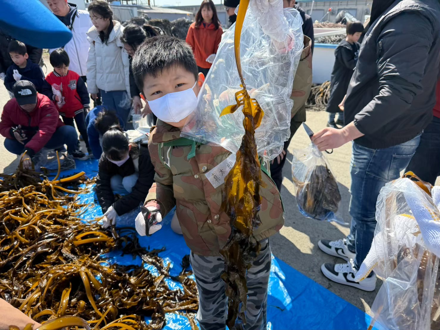わかめ収穫体験｜お知らせ｜のあっく自然学校